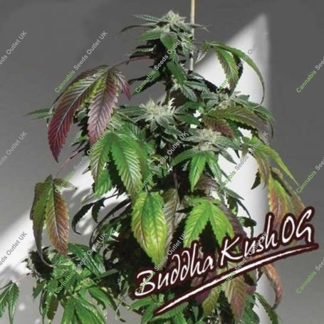 Buddha Kush OG Feminized Marijuana Strain by Big Buddha Seeds For Sale Online at Cannabis Seeds Outlet