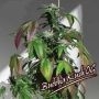Buddha Kush OG Feminized Marijuana Strain by Big Buddha Seeds For Sale Online at Cannabis Seeds Outlet