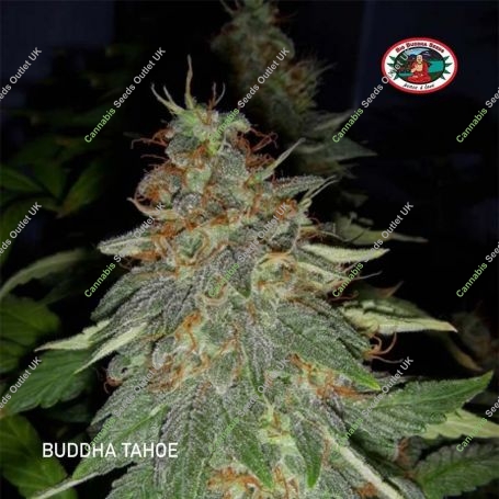 Buddha Tahoe Feminized Marijuana Strain by Big Buddha Seeds For Sale Online at Cannabis Seeds Outlet