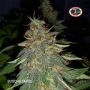 Buddha Tahoe Feminized Marijuana Strain by Big Buddha Seeds For Sale Online at Cannabis Seeds Outlet