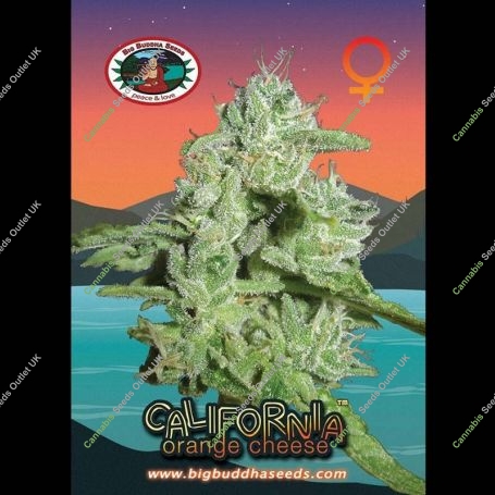 California Orange Cheese Feminized Marijuana Strain by Big Buddha Seeds For Sale Online at Cannabis Seeds Outlet