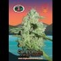 California Orange Cheese Feminized Marijuana Strain by Big Buddha Seeds For Sale Online at Cannabis Seeds Outlet