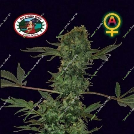 Cheese Auto Feminized Marijuana Strain by Big Buddha Seeds For Sale Online at Cannabis Seeds Outlet
