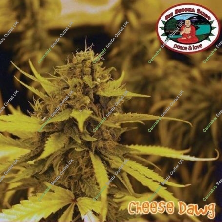 Cheese Dawg Feminized Marijuana Strain by Big Buddha Seeds For Sale Online at Cannabis Seeds Outlet