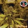 Cheese Dawg Feminized Marijuana Strain by Big Buddha Seeds For Sale Online at Cannabis Seeds Outlet