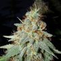 Cheese Female Big Buddha Cannabis Seeds