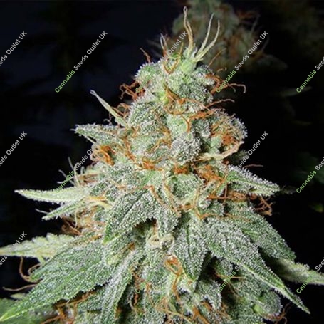 Cheese Feminized Marijuana Strain by Big Buddha Seeds For Sale Online at Cannabis Seeds Outlet