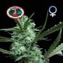 Cheesus Female Big Buddha Cannabis Seeds