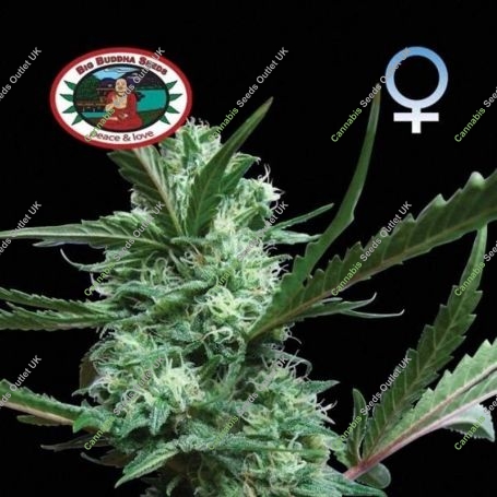Cheesus Feminized Marijuana Strain by Big Buddha Seeds For Sale Online at Cannabis Seeds Outlet