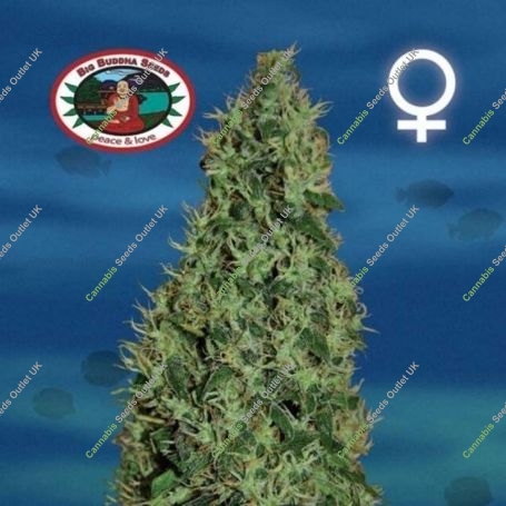 Cheesy Dick Feminized Marijuana Strain by Big Buddha Seeds For Sale Online at Cannabis Seeds Outlet