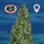 Cheesy Dick Feminized Marijuana Strain by Big Buddha Seeds For Sale Online at Cannabis Seeds Outlet