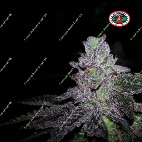 Cherry Moon Pie Feminized Marijuana Strain by Big Buddha Seeds For Sale Online at Cannabis Seeds Outlet