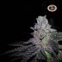 Cherry Moon Pie Feminized Marijuana Strain by Big Buddha Seeds For Sale Online at Cannabis Seeds Outlet