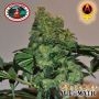 Chiesel Auto Feminized Marijuana Strain by Big Buddha Seeds For Sale Online at Cannabis Seeds Outlet