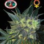 Chiesel Female Big Buddha Cannabis Seeds