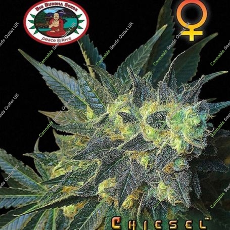 Chiesel Feminized Marijuana Strain by Big Buddha Seeds For Sale Online at Cannabis Seeds Outlet