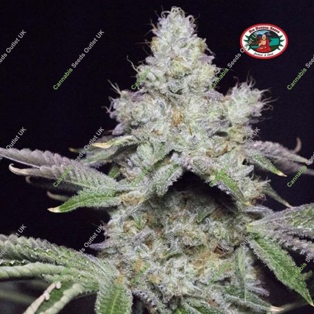 Cookies & Cream Cheese Feminized Marijuana Strain by Big Buddha Seeds For Sale Online at Cannabis Seeds Outlet