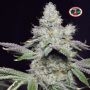 Cookies & Cream Cheese Feminized Marijuana Strain by Big Buddha Seeds For Sale Online at Cannabis Seeds Outlet