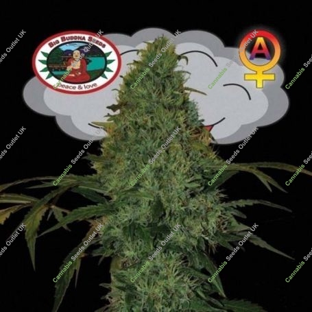 Critical Mass Automatic Feminized Marijuana Strain by Big Buddha Seeds For Sale Online at Cannabis Seeds Outlet