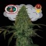 Critical Mass Automatic Feminized Marijuana Strain by Big Buddha Seeds For Sale Online at Cannabis Seeds Outlet