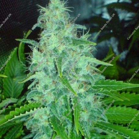 Freeze Cheese 89 Feminized Marijuana Strain by Big Buddha Seeds For Sale Online at Cannabis Seeds Outlet