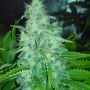 Freeze Cheese 89 Feminized Marijuana Strain by Big Buddha Seeds For Sale Online at Cannabis Seeds Outlet