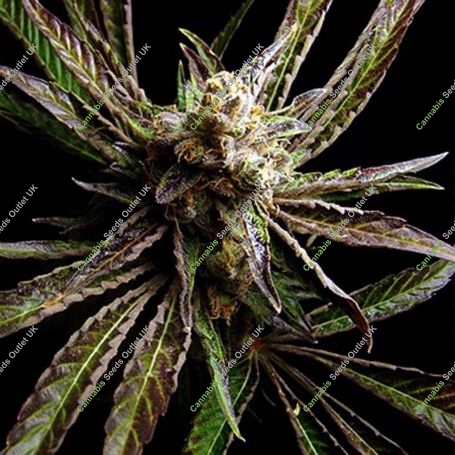 G Bomb Feminized Marijuana Strain by Big Buddha Seeds For Sale Online at Cannabis Seeds Outlet
