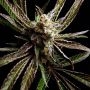 G Bomb Feminized Marijuana Strain by Big Buddha Seeds For Sale Online at Cannabis Seeds Outlet