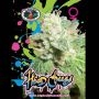 Head Cheese Feminized Marijuana Strain by Big Buddha Seeds For Sale Online at Cannabis Seeds Outlet