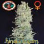 Hindu Cream Female Big Buddha Cannabis Seeds