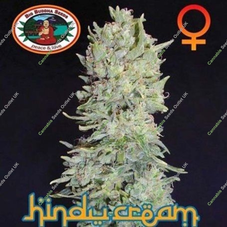 Hindu Cream Feminized Marijuana Strain by Big Buddha Seeds For Sale Online at Cannabis Seeds Outlet