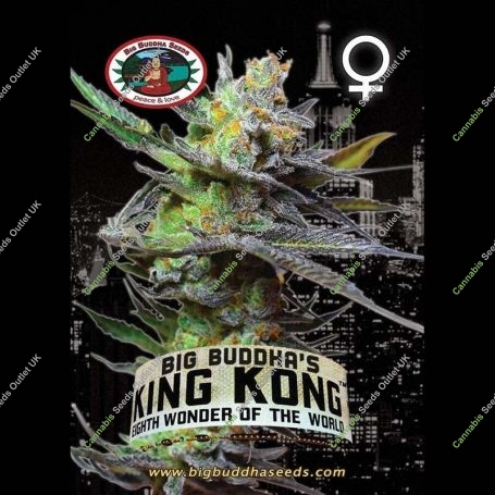 King Kong Feminized Marijuana Strain by Big Buddha Seeds For Sale Online at Cannabis Seeds Outlet