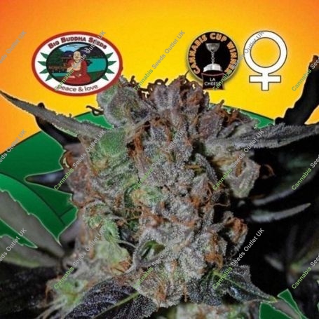LA Cheese Feminized Marijuana Strain by Big Buddha Seeds For Sale Online at Cannabis Seeds Outlet
