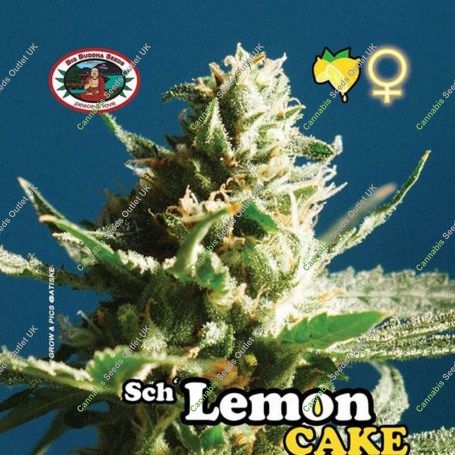 Sch Lemon Cake Feminized Marijuana Strain by Big Buddha Seeds For Sale Online at Cannabis Seeds Outlet