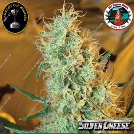 Silver Cheese Feminized Marijuana Strain by Big Buddha Seeds For Sale Online at Cannabis Seeds Outlet