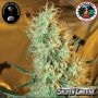 Silver Cheese Feminized Marijuana Strain by Big Buddha Seeds For Sale Online at Cannabis Seeds Outlet