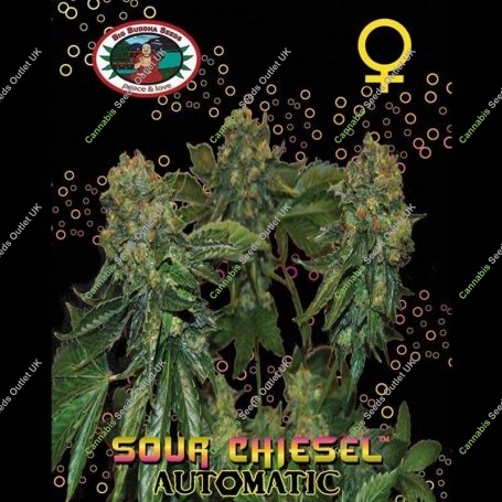 Sour Chiesel Auto Feminized Marijuana Strain by Big Buddha Seeds For Sale Online at Cannabis Seeds Outlet