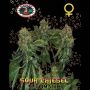 Sour Chiesel Auto Feminized Marijuana Strain by Big Buddha Seeds For Sale Online at Cannabis Seeds Outlet