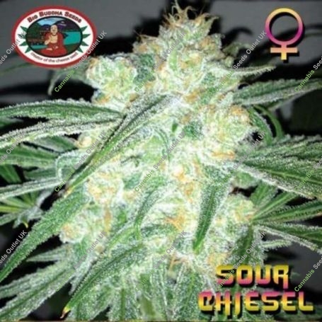 Sour Chiesel Feminized Marijuana Strain by Big Buddha Seeds For Sale Online at Cannabis Seeds Outlet