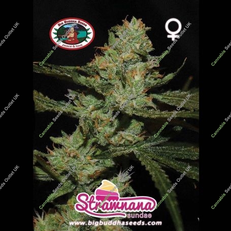 Strawnana Sundae Feminized by Big Buddha Seeds THC Content Potency Strength CBD Height Yield Flowering Time Indica Sativa Geneti