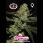 Strawnana Sundae Feminized by Big Buddha Seeds THC Content Potency Strength CBD Height Yield Flowering Time Indica Sativa Geneti