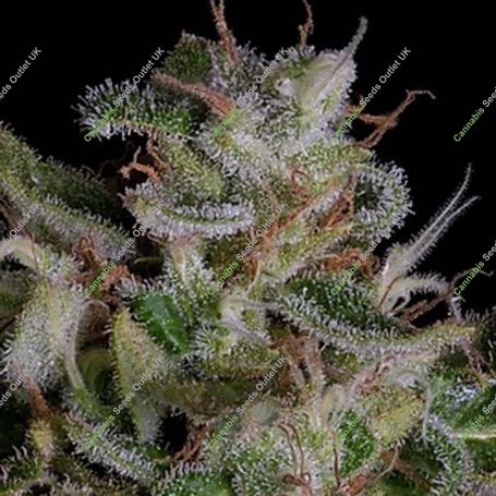 Alien Gorilla Feminized Marijuana Strain by Big Head Seeds For Sale Online at Cannabis Seeds Outlet