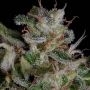Alien Gorilla Feminized Marijuana Strain by Big Head Seeds For Sale Online at Cannabis Seeds Outlet