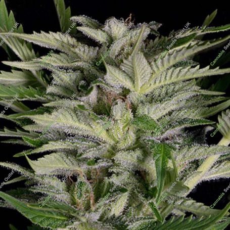 Alien Technology Feminized Marijuana Strain by Big Head Seeds For Sale Online at Cannabis Seeds Outlet
