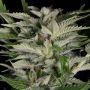 Alien Technology Feminized Marijuana Strain by Big Head Seeds For Sale Online at Cannabis Seeds Outlet
