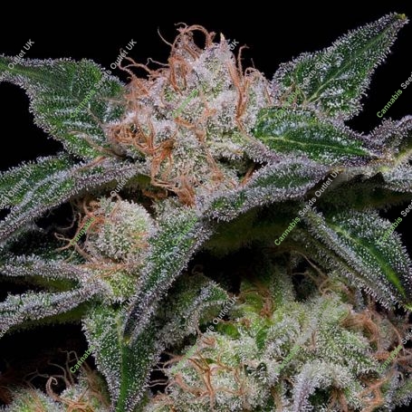 Banana Punch Feminized Marijuana Strain by Big Head Seeds For Sale Online at Cannabis Seeds Outlet