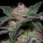 Banana Punch Feminized Marijuana Strain by Big Head Seeds For Sale Online at Cannabis Seeds Outlet