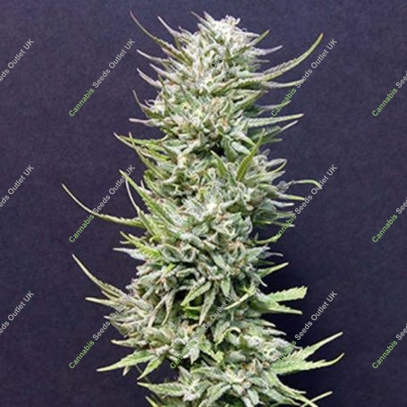 Big Freeze Feminized Marijuana Strain by Big Head Seeds For Sale Online at Cannabis Seeds Outlet