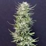Big Freeze Feminized Marijuana Strain by Big Head Seeds For Sale Online at Cannabis Seeds Outlet