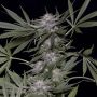 Big Head Confidential Fem Bighead Cannabis Seeds